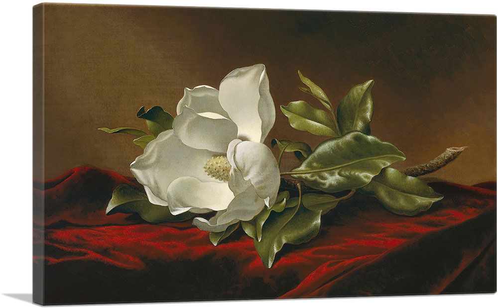 Velvet Bloom – Magnolia Still Life Canvas Print